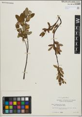 Foto von Salix pedicellaris Pursh